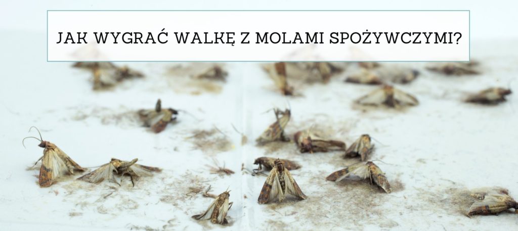 jak wygrać z molami mamachemik.pl